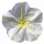 Flor de Luna