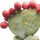 Tuna (Nopal)