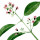 Flor de Sándalo