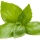 Albahaca