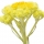 Siempreviva (Immortelle)