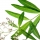 Verbena de Limón