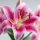 Lirio Rosa
