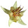 Flor de Cacao