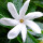 Flor de Tiaré