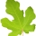 Hoja de Higuera