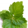 Pachulí (Verde)