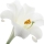 Lirio