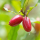 Fruta Milagrosa