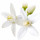 Flor de Azahar