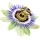 Flor de la Pasión