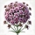 Verbena