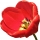Tulipán