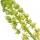 Reseda (Miñoneta)