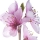 Flor de Durazno