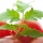 Hoja de Tomate