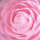 Camelia Blanca