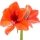 Amarilis