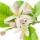 Flor de Limón