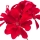 Pelargonio