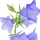 Campanilla