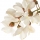 Acacia Falsa (Robinia)