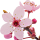 Flor de Cerezo