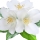 Flores Blancas
