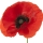 Amapola
