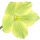 Flor de Eléboro