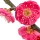 Flor de Ciruelo