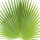 Palmera