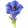 Genciana