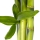 Bambú