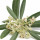 Flor de Olivo