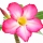 Rosa del Desierto