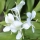 Lirio de Jengibre Blanco