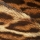 Notas Animales