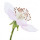 Flor de Zarzamora