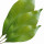 Hoja de Clavo