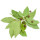 Hoja de Pimienta